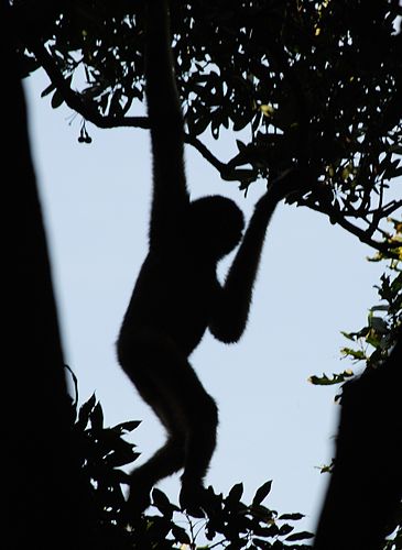 Hainan black crested gibbon